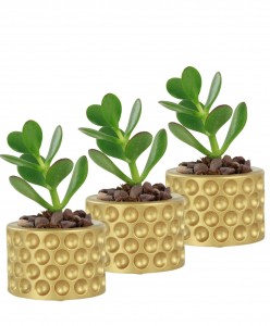 Mini Çiçek Saksı Küçük Sukulent Altın Kaktüs Saksısı 3'lü Set Puantiyeli Model